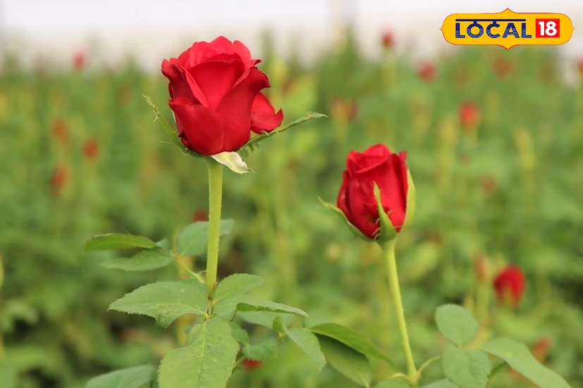 कमी क्षेत्रात अधिक नफा मिळवायचा असेल तर गुलाब शेतीसारखी फुले उत्पादक शेती फायदेशीर ठरू शकते, असे गोविंद यांचे म्हणणे आहे. त्यांची मेहनत, नियोजन आणि आधुनिक दृष्टिकोन यामुळे ते आज बीड जिल्ह्यातील यशस्वी तरुण शेतकऱ्यांपैकी एक ठरले आहेत.