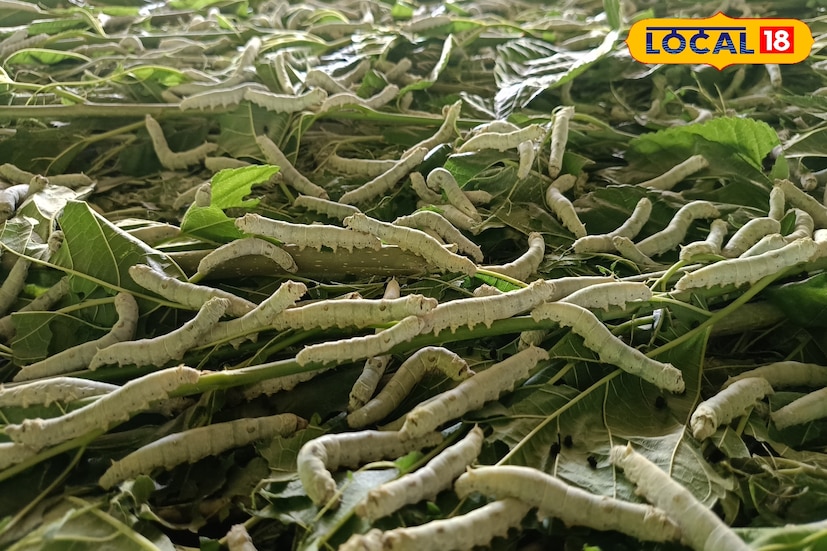 या आर्थिक ताणातून बाहेर पडण्यासाठी विकासने स्वतः काहीतरी वेगळं करण्याचा निर्णय घेतला. एका मित्राच्या सल्ल्यानुसार त्याने रेशीम शेतीकडे (Sericulture) वळण्याचा विचार केला. सुरुवातीला त्याच्याकडे आवश्यक माहिती आणि साधनसामग्री नव्हती, मात्र यशस्वी होण्याचा निर्धार कायम होता. पारंपरिक शेती सांभाळत त्याने रेशीम शेतीचे प्रशिक्षण घेतले आणि दीड एकर क्षेत्रात प्रयोग सुरू केला. आर्थिक अडचणी असूनही त्याने कामात सातत्य ठेवले.