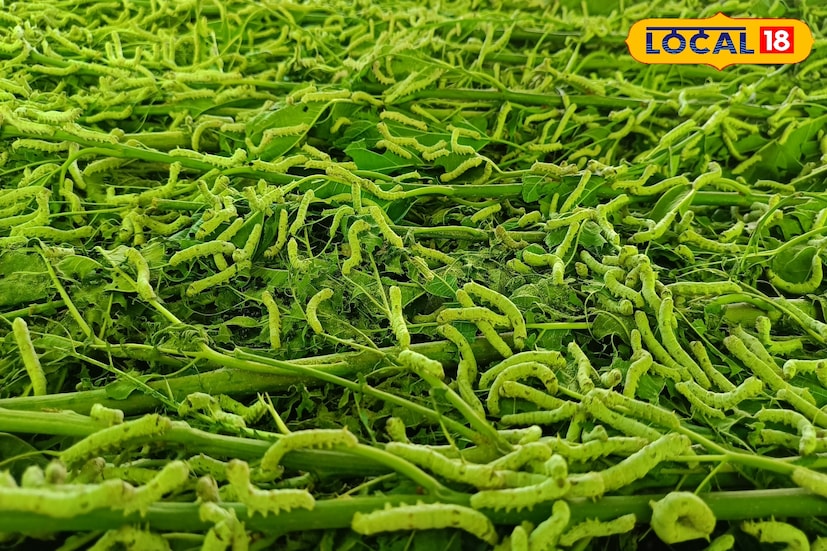 केंद्र आणि राज्य शासनाकडून मिळणाऱ्या योजनांचा लाभ घेत विकासने खर्चात बचत केली. शेती विज्ञान केंद्रातील तज्ञांचे मार्गदर्शन आणि मित्रांची साथ यामुळे त्याचा आत्मविश्वास वाढत गेला. पारंपरिक पिकाच्या तुलनेत रेशीम शेती अधिक फायदेशीर असल्याचे त्याला लक्षात आलं आणि तो पूर्णपणे या शेतीकडे वळला. समुदायातील इतर शेतकरीही आता त्याच्याकडून मार्गदर्शन घेऊ लागले आहेत.