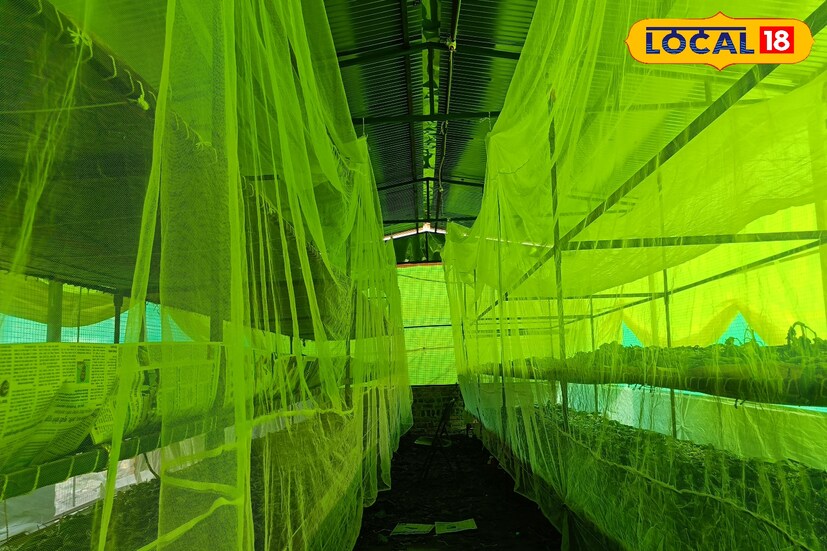 आज विकास आघाव दीड एकर क्षेत्रामधून वर्षाला पाच लाख रुपयांपर्यंत उत्पन्न मिळवत आहे. पारंपरिक शेतीमधून केवळ जगणं कठीण होत असताना रेशीम शेतीने त्याचे आयुष्यच बदलून टाकले. राज्यसेवा परीक्षेची तयारी सोडावी लागली असली, तरी रेशीम शेतीमुळे त्याने स्वतःची वेगळी ओळख निर्माण केली. 