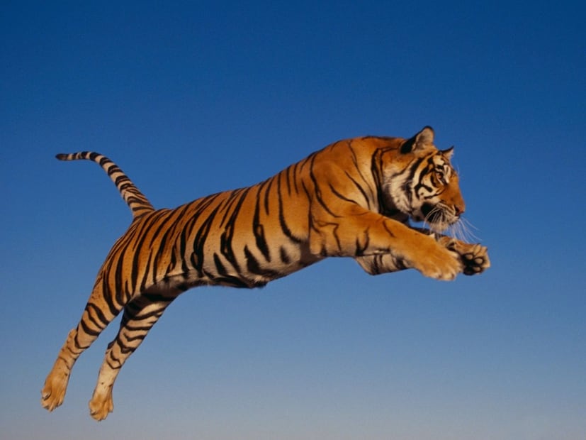 रॉयल बंगाल टायगरला भारताचा राष्ट्रीय प्राणी घोषित करण्याचं आणखी एक कारण म्हणजे त्याची चपळता, त्यामुळे तो देशाची ओळख बनला.  ज्याप्रमाणे भारताचा राष्ट्रीय प्राणी वाघ आहे, त्याचप्रमाणे बांगलादेशचा राष्ट्रीय प्राणी रॉयल बंगाल टायगर देखील आहे. दोन्ही देशांचा राष्ट्रीय प्राणी सामायिक आहे.