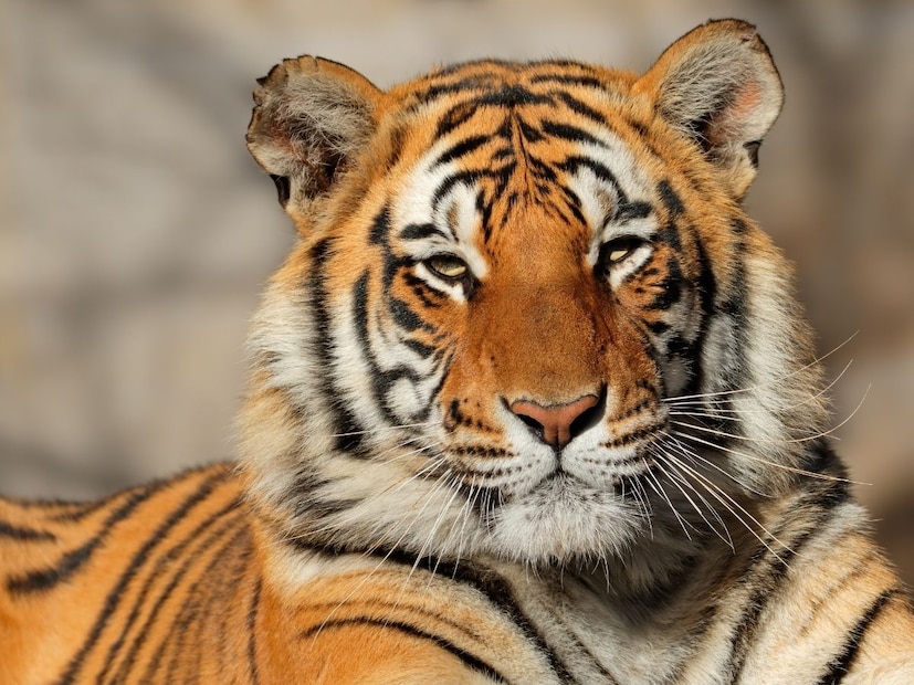 1973 साली रॉयल बंगाल टायगरला भारताचा राष्ट्रीय प्राणी घोषित करण्यात आलं. त्यावेळी भारतात वाघांची संख्या झपाट्याने कमी होत होती. त्याच वर्षी वाघांची शिकार रोखण्यासाठी आणि त्यांच्या नैसर्गिक अधिवासाचे रक्षण करण्यासाठी 'प्रोजेक्ट टायगर' सुरू करण्यात आला. पर्यावरण संरक्षण आणि वन्यजीव संवर्धन मजबूत करण्यासाठी वाघाला राष्ट्रीय ओळख देण्यात आली. पर्यावरण मंत्रालयाच्या शिफारशीवरून केंद्र सरकारने वाघाला राष्ट्रीय प्राणी घोषित केलं.