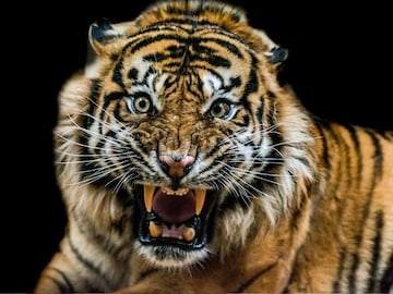 भारतात गाईची पूजा करतात मग ती भारताचा राष्ट्रीय प्राणी का नाही, वाघच का? भारतात गाईची पूजा करतात मग ती भारताचा राष्ट्रीय प्राणी का नाही, वाघच का?