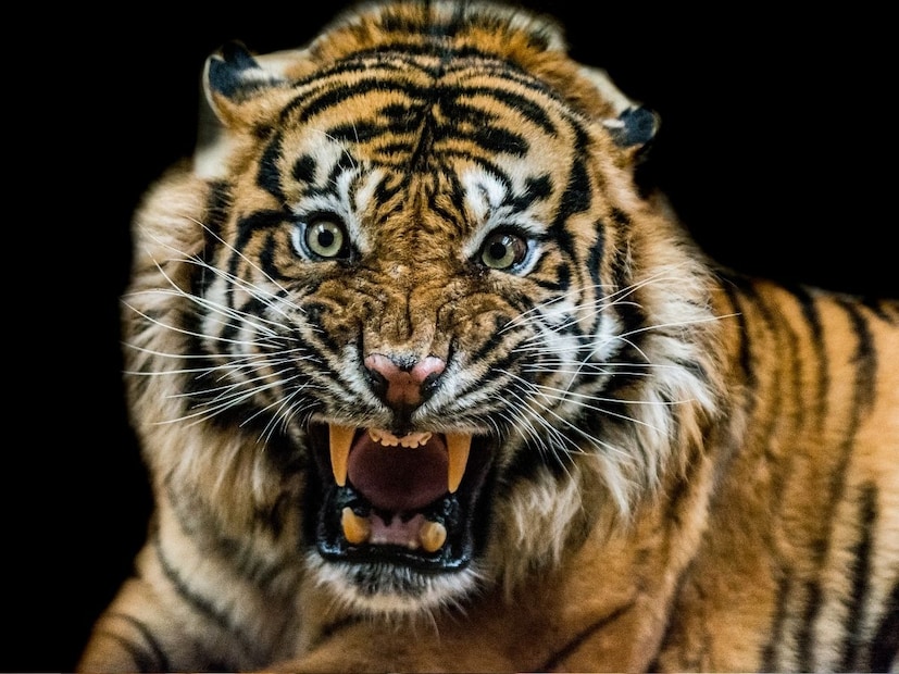 प्रत्येक देश स्वतःची ओळख पटविण्यासाठी विशिष्ट चिन्हं वापरतो. यामध्ये त्यांचा राष्ट्रीय पक्षी, प्राणी यांचाही समावेश आहे. भारताचा राष्ट्रीय प्राणी कोण तर वाघ हे आपल्याला माहिती आहे. त्यासाठी रॉयल बंगाल टायगरची विशेषतः निवड करण्यात आली होती. प्रत्येक देश स्वतःची ओळख पटविण्यासाठी विशिष्ट चिन्हं वापरतो. यामध्ये त्यांचा राष्ट्रीय पक्षी, प्राणी यांचाही समावेश आहे. भारताचा राष्ट्रीय प्राणी कोण तर वाघ हे आपल्याला माहिती आहे. त्यासाठी रॉयल बंगाल टायगरची विशेषतः निवड करण्यात आली होती.