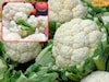 या सोप्या युक्त्यांनी फुलकोबीतील अळ्या सहज येतील बाहेर, भाजी 100% होईल स्वच्छ
