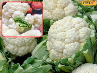 फुलकोबीतून कीटक काढून टाकण्याचे सोपे मार्ग फुलकोबीतून कीटक काढून टाकण्याचे सोपे मार्ग