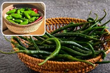 Storing Green Chili : वारंवार विकत घेण्याचा त्रास नाही, सहा महिने वापरू शकाल हिरवी मिरची! या पद्धतीने साठवा