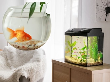 मत्स्यालयात कोणते मासे ठेवावे