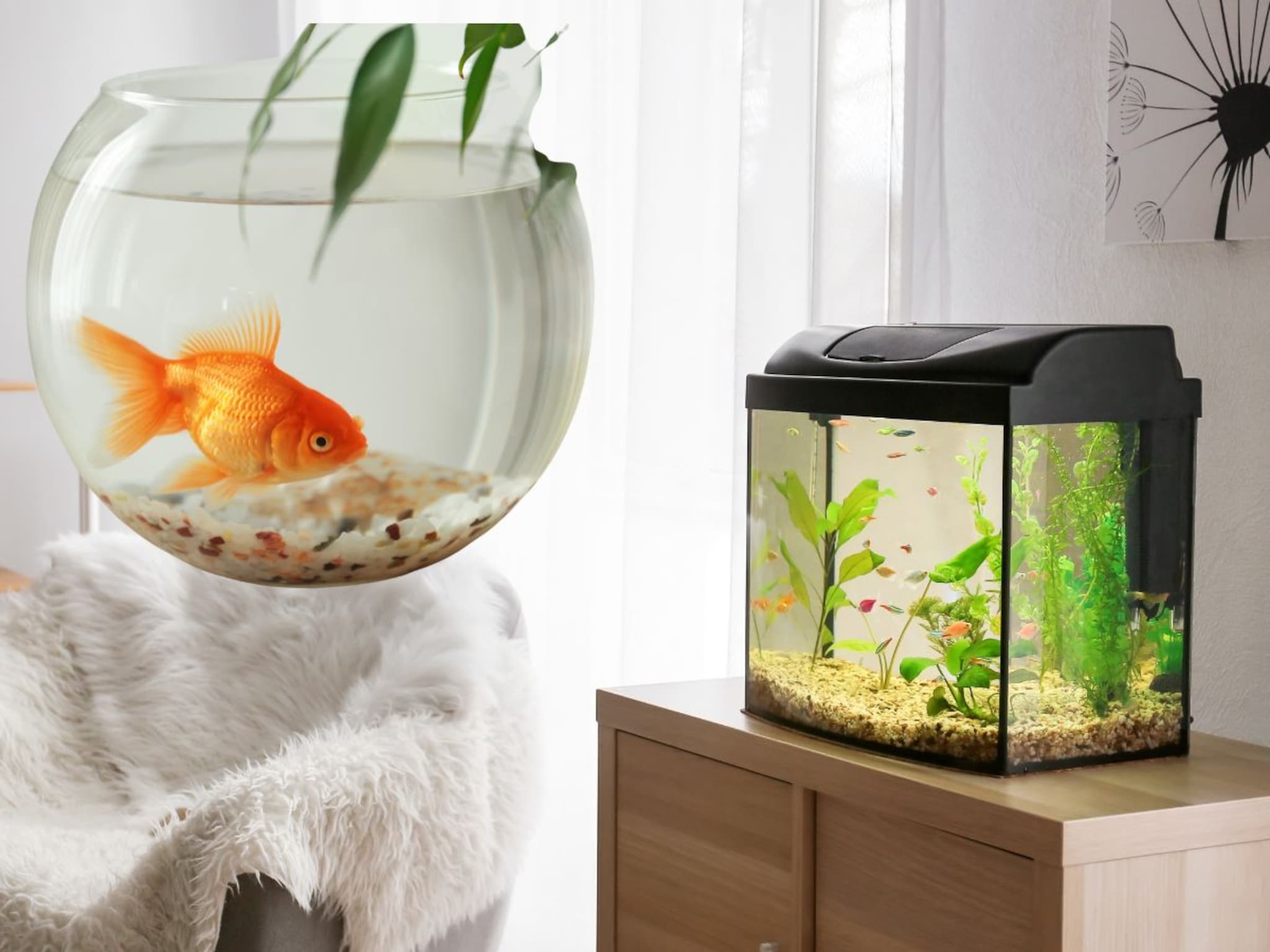 Aquarium Rules : घरी फिशपॉन्ड ठेवायचाय? पाहा कोणते मासे ठेवावेत आणि त्यांची काळजी कशी घ्यावी..