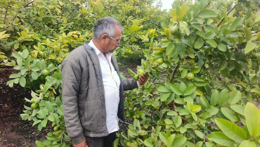 जेरामभाई यांनी त्यांच्या ४ बिघा जमिनीत सुमारे ३०० जामफळाची झाडे लावली आहेत. सुरुवातीला त्यांनी लहान प्रमाणात शेती सुरू केली होती, पण आता त्यांनी या शेतीला पूर्णपणे व्यावसायिक रूप दिले आहे. त्यांच्या म्हणण्यानुसार, पेरुच्या झाडाचे आयुष्य साधारणपणे २४ वर्षे असते. उत्पादन आणि गुणवत्ता टिकवून ठेवण्यासाठी वेळोवेळी नवीन रोपे लावणे आवश्यक असते.