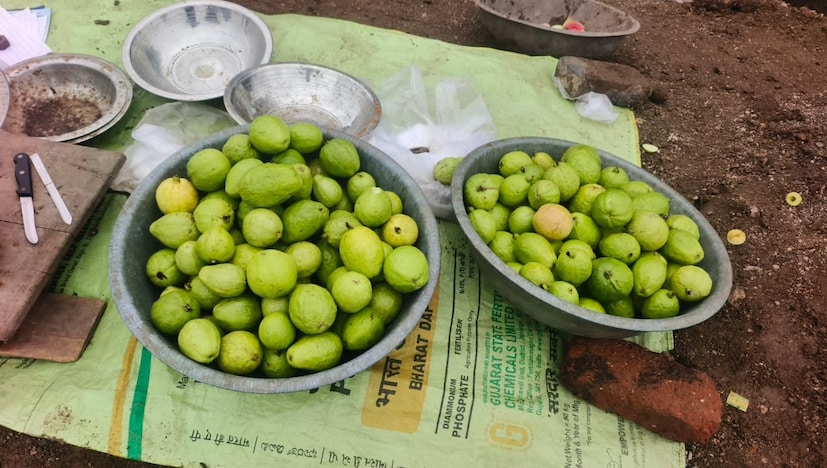 शेतकरी जेरामभाई डोबरिया यांनी सांगितले की, त्यांचे वय सध्या ६० वर्षे आहे आणि त्यांचे शिक्षण फक्त पाचवीपर्यंत झालेले आहे. इतके कमी शिक्षण असूनही त्यांनी नैसर्गिक बागायती शेतीत लक्षणीय यश मिळवले आहे. ते गेल्या २८ वर्षांपासून पेरूची शेती करत आहेत. गेल्या काही वर्षांत त्यांनी आधुनिक तंत्राचा अवलंब करून अधिक उत्पादन घेतले आहे.