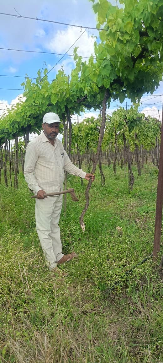 प्रत्येक वर्षी मोठ्या प्रमाणात नुकसान सोसावे लागत होते. बागेसाठी काढलेले कर्ज भरणे सुद्धा मुश्किल झाले आहे. बागेला मालच नसल्यामुळे पुढील काळात ती सांभाळणे अशक्य होते.त्यासाठी आवश्यक खर्च करणे शक्य नव्हते.कर्जाचा बोजा वाढतच होता.अखेर बाग काढून टाकण्याचा निर्णय घेतला. शासनाचे तत्काळ याची दखल घेऊन कर्जमाफी द्यावी. अन्यथा द्राक्ष शेती उध्वस्त होईल.