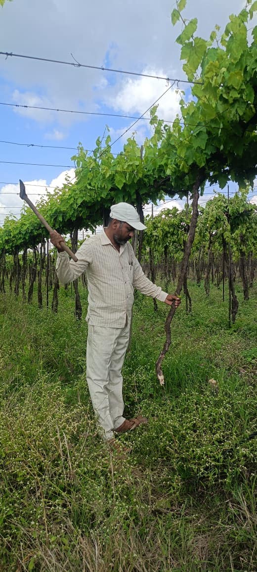 सांगली जिल्ह्यातील तासगाव तालुक्यातील मतकुणकी येथील द्राक्ष उत्पादक शेतकरी रामचंद्र जाधव यांनी द्राक्ष बागेला माल नाही. ती फेल गेल्यामुळे तसेच लहरी निसर्ग, रोगराई, कर्जबाजारीपणा आणि होणारे आर्थिक नुकसान याला कंटाळून दोन एकर द्राक्ष बाग काढून टाकली.