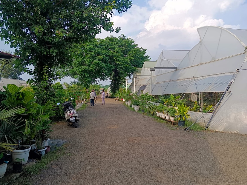 शोभिवंत वनस्पतींमध्ये 175 ते 200 प्रकार पाम, स्नेक, जरबेरा, विविध गुलाब यांनाही मोठी मागणी आहे. घरगुती बागेसाठी 10 ते 500 रुपये दरातील आकर्षक रोपे नागपूर, अमरावती, वर्धा, चंद्रपूर बाजारात मोठ्या प्रमाणात पुरवली जातात. शोभिवंत वनस्पती आणि फळझाडांमुळे नर्सरीची उलाढाल लक्षणीय वाढली आहे. 