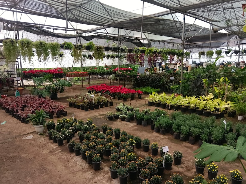 वैभव उघडे यांनी दहावीनंतर कृषी पदविका आणि पुढे बी.एस्सी. ॲग्री पूर्ण केल्यानंतर नोकरीऐवजी स्वतःचा व्यवसाय उभारण्याचा निर्णय त्यांनी घेतला. विविध पशुपालन प्रयोग, गुलाबशेती करणाऱ्या शेतकऱ्यांना भेटी, आर्थिक ताळेबंद समजून घेतल्यानंतर रोपवाटिका हीच दिशा निवडली. 2007-8 मध्ये स्वतःच्या शेतात पिकवण्यासाठी पपई रोपे तयार करण्याचा पहिला प्रयत्न केला. 