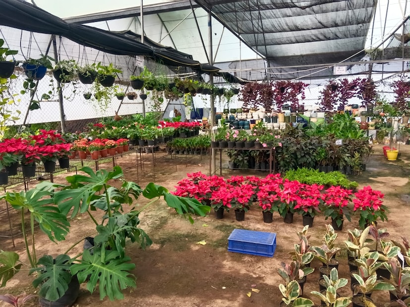 त्यानंतर वर्धा, नागपूर, अमरावती, चंद्रपूरसह अनेक जिल्ह्यांतील किरकोळ रोपवाटिकांकडून त्यांच्या रोपांना मोठी मागणी वाढली. वांगी, टोमॅटो, मिरची, फुलकोबी, झेंडू, पपई, केळी यांसह फळझाडांमध्ये आंबा, मोसंबी, चिकू, पेरू, अंजीर, सिताफळ अशी रोपे तयार होतात. हंगामात 50 लाखांपेक्षा जास्त रोपे विक्री होतात. 