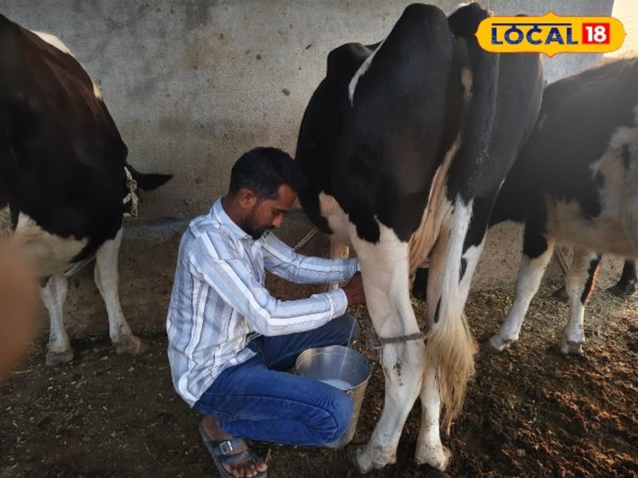 दुग्ध व्यवसायातून कुंभेफळच्या शेतकऱ्याची झेप, महिन्याला कमावतो 80 हजार... दुग्ध व्यवसायातून कुंभेफळच्या शेतकऱ्याची झेप, महिन्याला कमावतो 80 हजार...