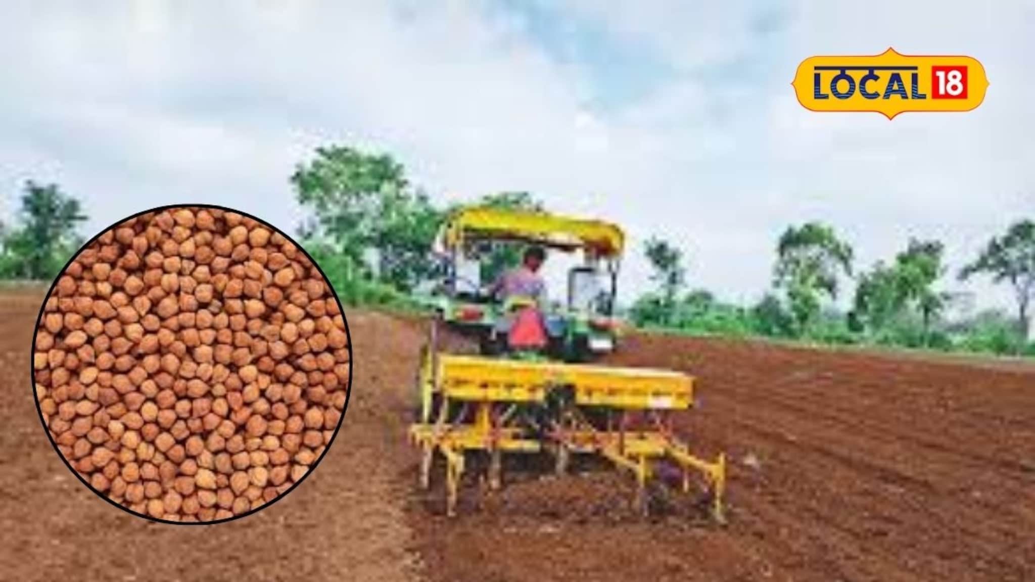 हरभरा पेरणी करताय? वाणांची निवड करतांना घ्या ही काळजी,मिळेल भरघोस उत्पादन, Video