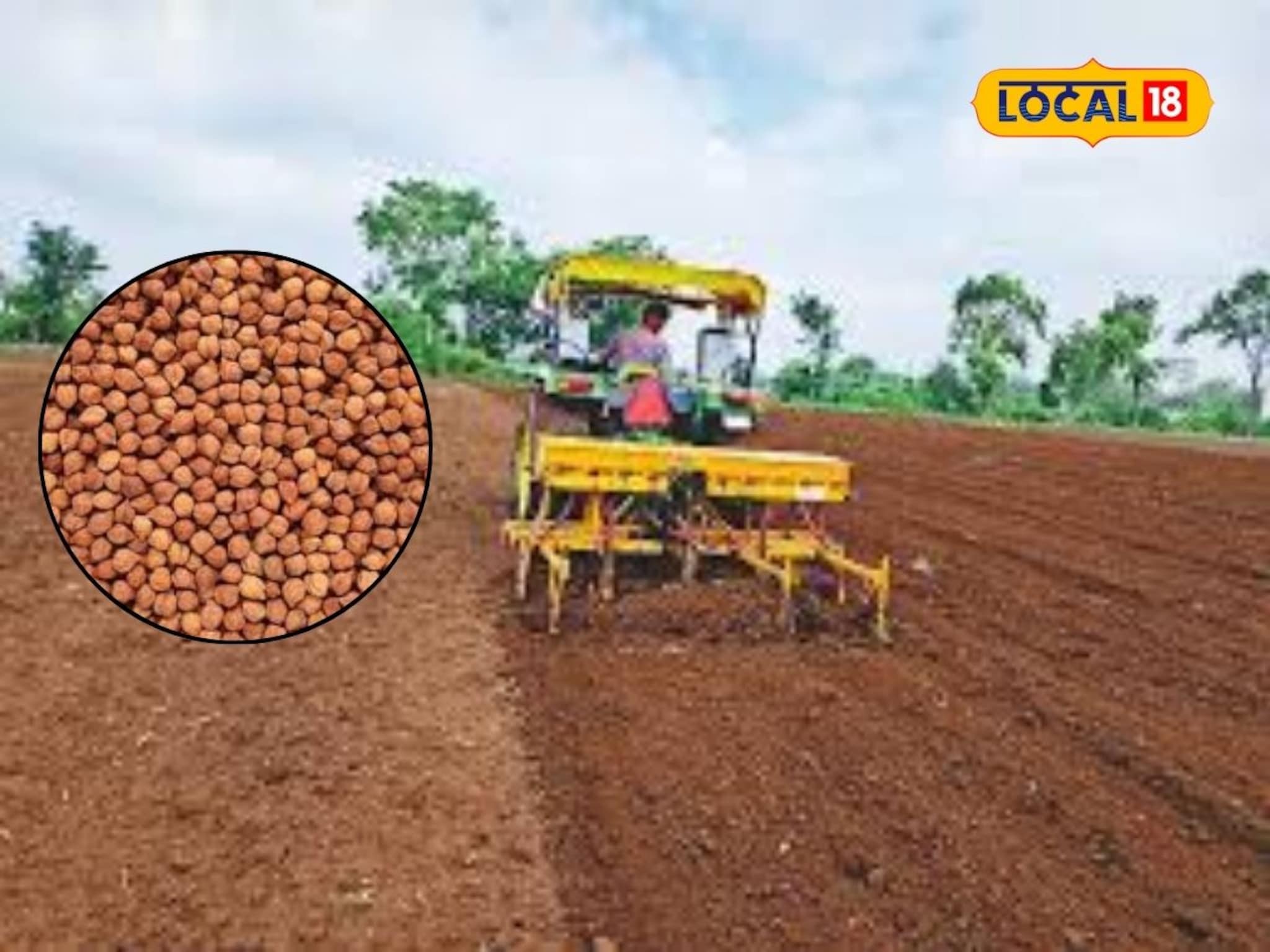 Agriculture News : शेतकऱ्यांनो हरभरा पेरणी करताय? वाणांची निवड करतांना घ्या ही काळजी, मिळेल भरघोस उत्पादन, Video