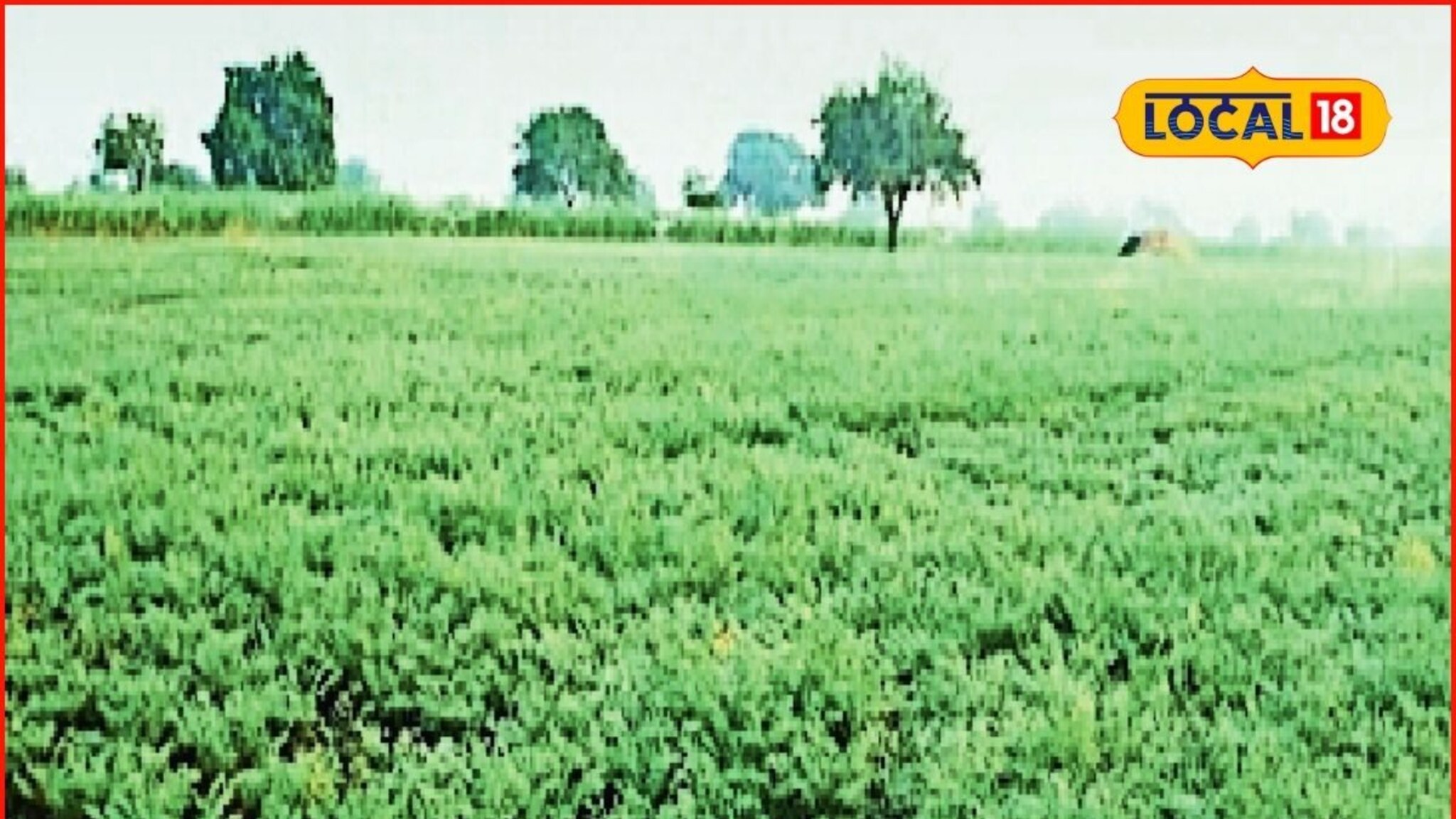 Agrcultre News : रब्बी पिकांची वाढ होईल चांगली, कोणत्या कराव्या उपाययोजना? संपूर्ण माहितीचा Video