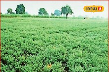 Agrcultre News : रब्बी पिकांची वाढ होईल चांगली, कोणत्या कराव्या उपाययोजना? संपूर्ण माहितीचा Video