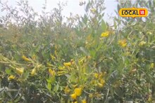 तुरीवर अळीचा प्रादुर्भाव? असं करा रोग व्यवस्थापन, कृषी तज्ज्ञांच्या महत्त्वाचा सल्ला