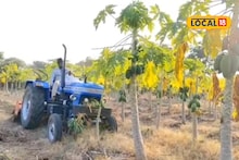बदलत्या हवामानाचा पपई पिकावर परिणाम, शेतकऱ्याने फिरवला 2 एकर बागेवर रोटाव्हेटर, मोठं नुकसान