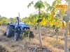 बदलत्या हवामानाचा पपई पिकावर परिणाम, शेतकऱ्याने फिरवला 2 एकर बागेवर रोटाव्हेटर