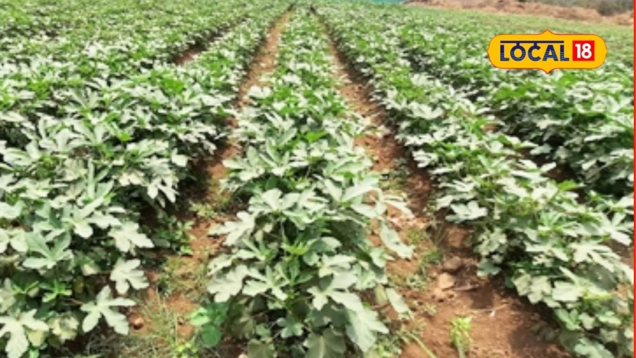 Vegetable Farming : 10 हजार खर्च करा अन् 30 कमवा, हिवाळ्यात करा भाजीपाला शेती, महत्त्वाच्या माहितीचा Video