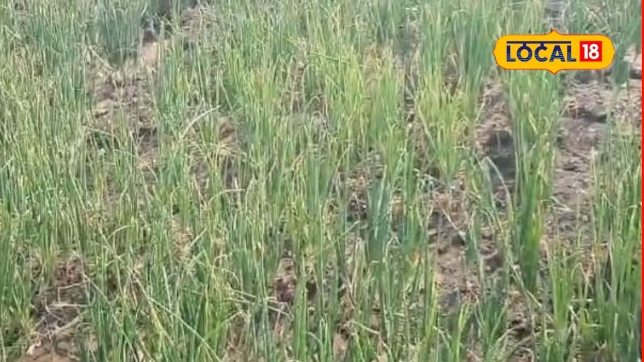 कांदा पिकावर रोगांचा प्रादुर्भाव?कोणती करावी फवारणी? कृषी तज्ज्ञांनी दिली माहिती