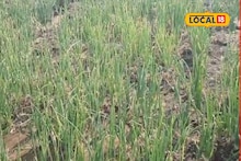 Onion Crop : कांदा पिकावर रोगांचा प्रादुर्भाव? कोणकोणती करावी फवारणी? कृषी तज्ज्ञांनी दिली माहिती