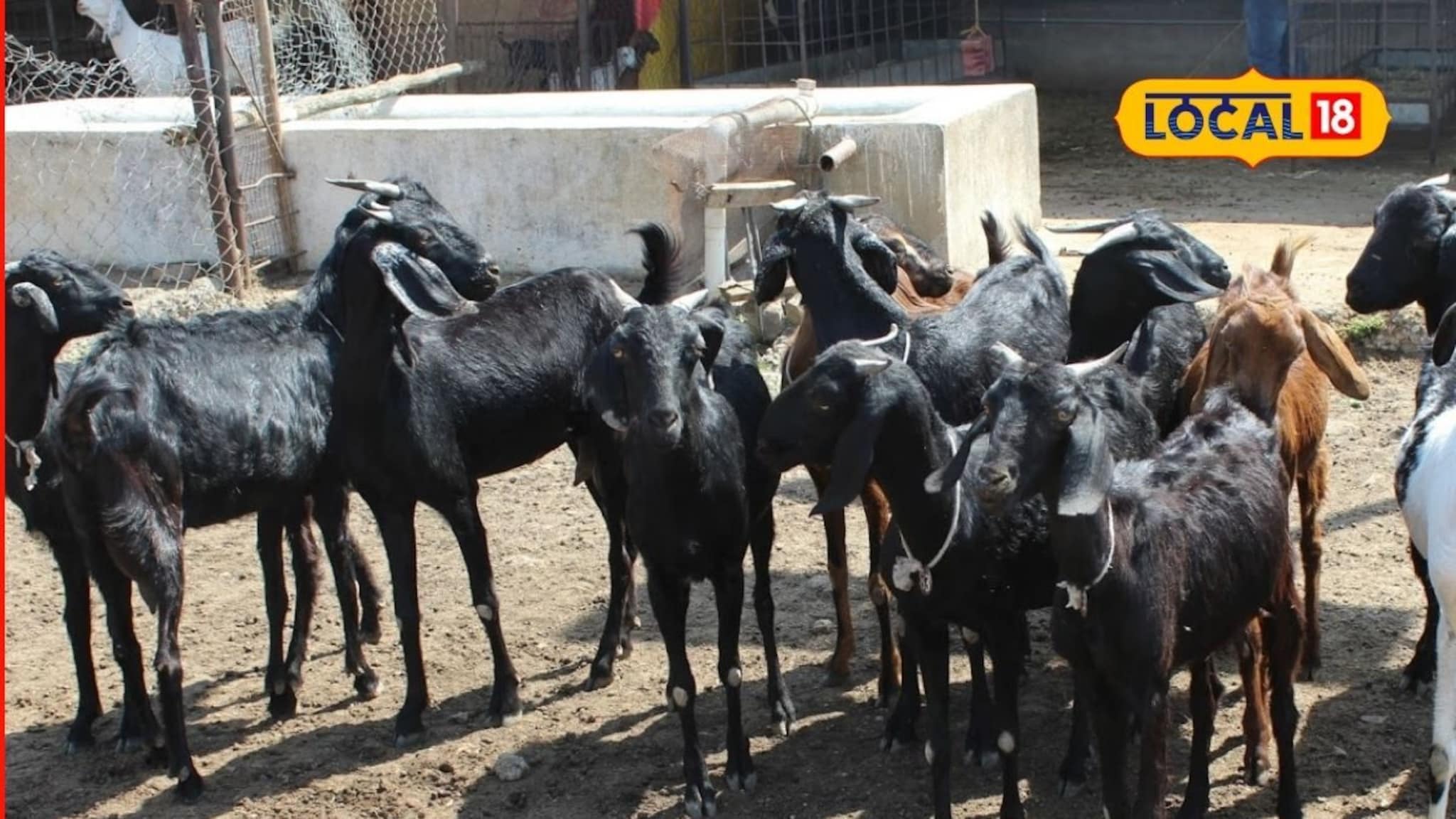 Success Story : शेतीला जोडधंदा म्हूणन केलं शेळीपालन,  शेतकऱ्याची वर्षाला निव्वळ 3 लाख कमाई, सांगितला यशाचा मंत्र