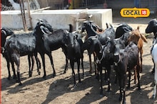 Success Story : शेतीला जोडधंदा म्हूणन केलं शेळीपालन, शेतकऱ्याची वर्षाला निव्वळ 3 लाख कमाई, सांगितला यशाचा मंत्र