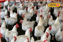 Poultry care in winter : वारं बदललं, कोंबड्यांच्या आरोग्यावर होणार परिणाम, अशी घ्या काळजी, महत्त्वाच्या टिप्सचा Video