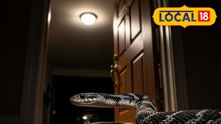 आता सापांचं संकट (प्रतिकात्मक फोटो) 