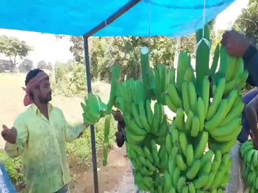 प्रतिक्विंटल ३८० रुपयांपर्यंत भाव घसरल्याने अनेक केळी उत्पादक शेतकरी मोठ्या आर्थिक अडचणीत सापडले होते. अशा कठीण परिस्थितीत बुढाळ यांनी घाबरून न जाता, आपल्या उत्पादनाच्या उच्च गुणवत्तेवर लक्ष केंद्रित केले.