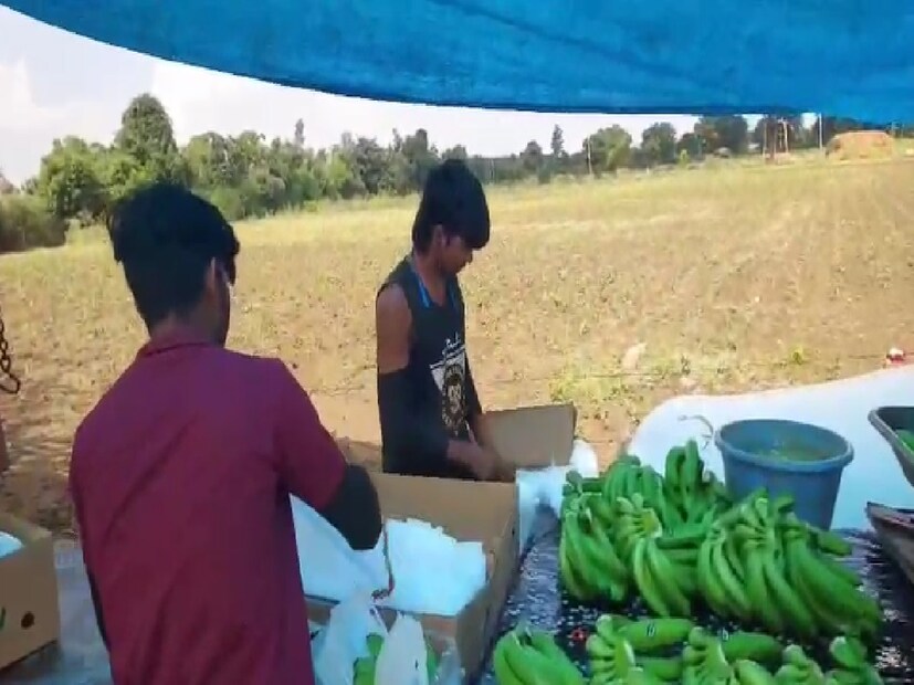 सावळदबारा परिसरात सध्या अनेक शेतकरी पारंपरिक शेती करतात, पण दीपक बुढाळ यांनी नेहमीच शेतीत नवनवीन प्रयोग करण्यावर भर दिला. या वर्षी त्यांनी सुमारे ५,००० केळीच्या झाडांची लागवड केली होती. मात्र, यंदा बाजारपेठेत केळीचे दर कोसळले. 