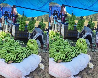 सिल्लोडच्या शेतकऱ्याची कमाल! मुरबाड जमिनीत प्रयोग केला अन् शेतमाल इराणला पोहोचला