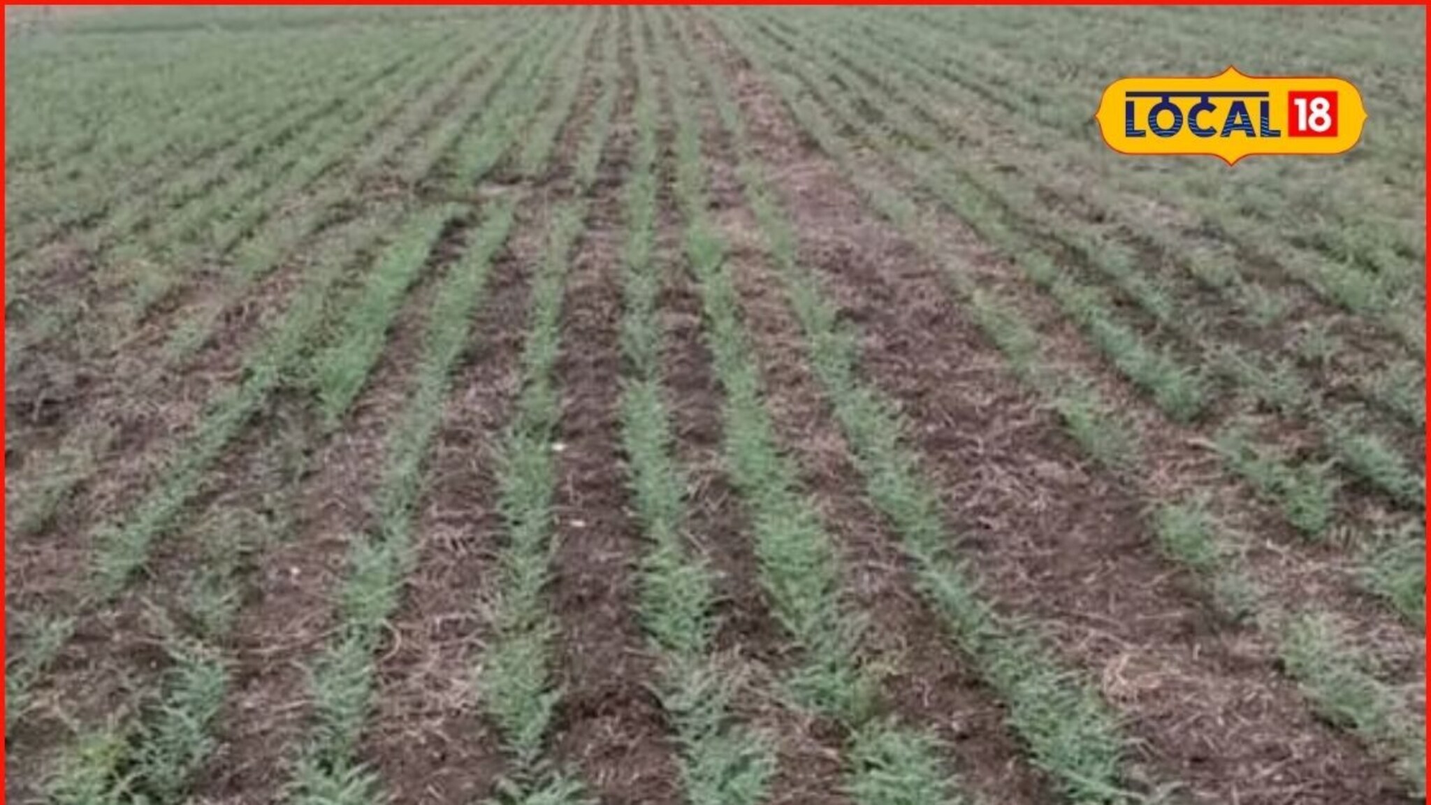 Agriculture News : रब्बी हंगामात घ्या शेतात ही पिके, असं करा खत व्यवस्थापन, भरघोस मिळेल उत्पन्न