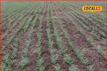 Agriculture News : रब्बी हंगामात घ्या शेतात ही पिके, असं करा खत व्यवस्थापन, भरघोस मिळेल उत्पन्न