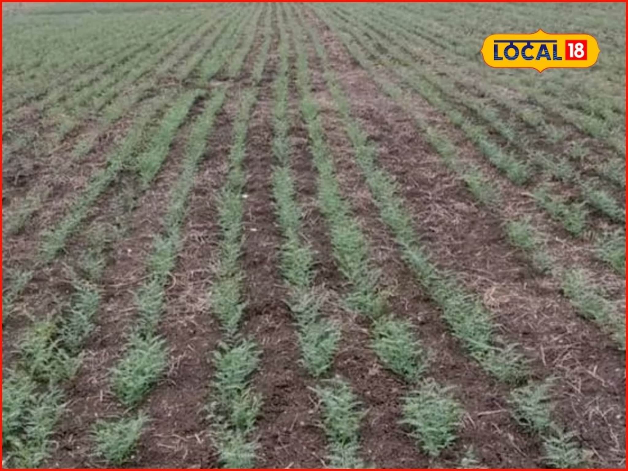 Agriculture News : रब्बी हंगामात घ्या शेतात ही पिके, असं करा खत व्यवस्थापन, भरघोस मिळेल उत्पन्न