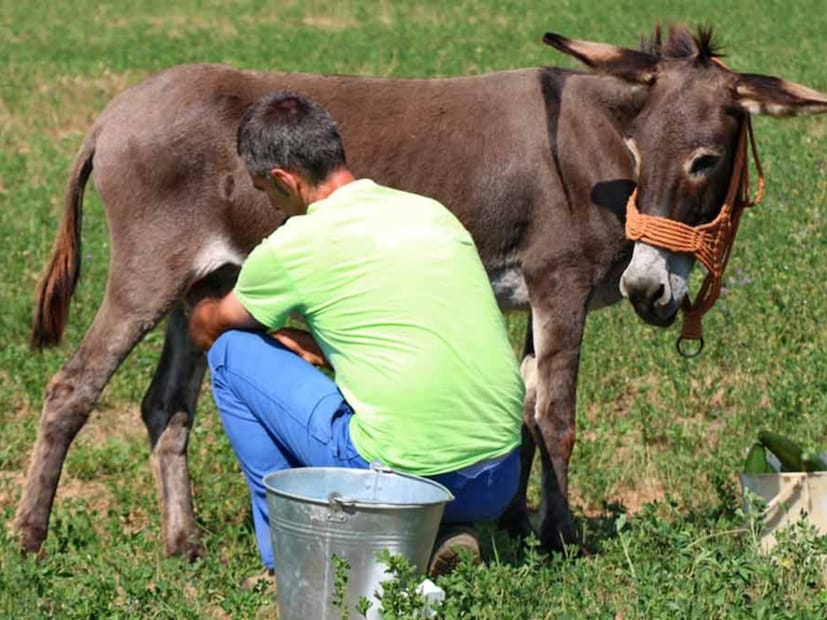  सध्या अख्ख्या जगभरात गाढविणीच्या दुधापासून तयार करण्यात आलेल्या साबणाची चांगलीच चर्चा होत आहे. या साबणासाठी अख्ख्या जगभरातून जोरदार मागणी होत आहे. लोक हा साबण आवडीने खरेदी करतायत. अगदी कमी काळात हा साबण प्रसिद्ध झाला आहे.