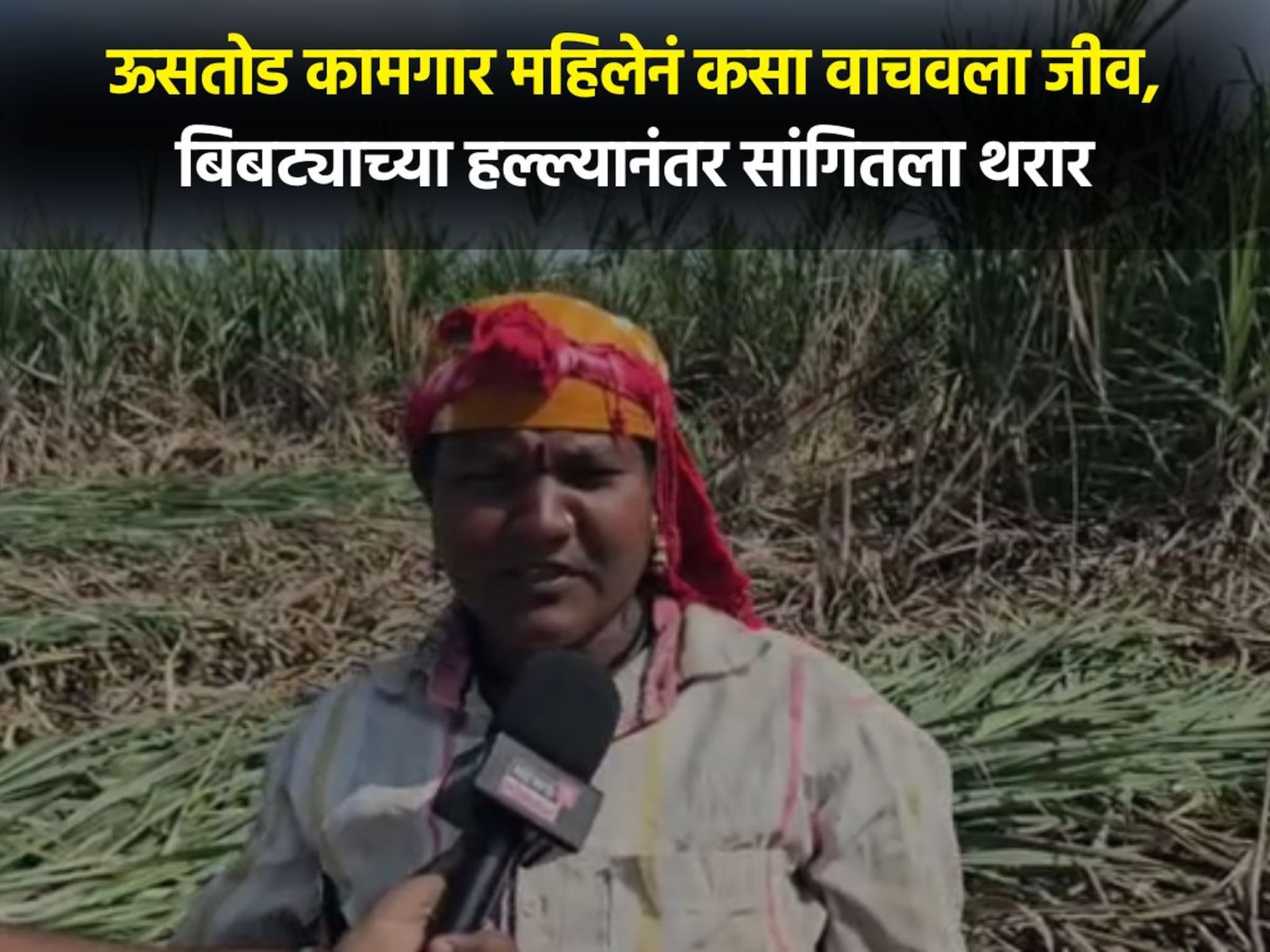 मृत्यूला जवळून पाहिलं...उसतोड करणाऱ्या महिलेवर बिबट्याचा हल्ला, कसा वाचवला जीव? महिलेनं सांगितला थरार