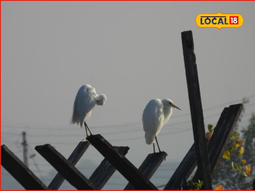 सैबेरियन बुश चाट हा पक्षी प्रामुख्याने समशीतोष्ण आशियामध्ये प्रजनन करतो. हा पूर्वेकडील युरोप ते कॅस्पियन समुद्रापर्यंत पसरलेल्या प्रदेशात आढळतो. उत्तर गोलार्धातील थंडी टाळण्यासाठी हे पक्षी दरवर्षी शरद ऋतूमध्ये दक्षिणेकडे स्थलांतर करतात. ते साधारणपणे सप्टेंबर ते नोव्हेंबर या महिन्यांदरम्यान आपल्याकडे येतात.