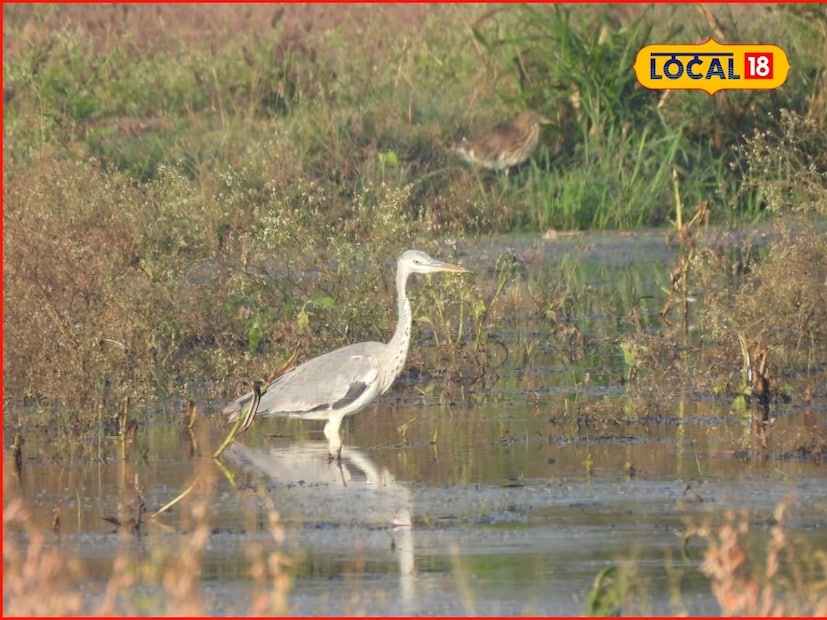 ओपनबिल स्टॉर्क हा उघड्या चोचीचा बगळा आहे. हा भारतीय उपखंडाचा स्थानिक रहिवासी पक्षी आहे. त्यामुळे तो लांब पल्ल्याचे स्थलांतर करत नाही तर स्थानिक हालचाल करतो. भारत, श्रीलंका आणि आग्नेय आशिया हा या पक्ष्यांचा मूळ आणि कायमस्वरूपी निवासस्थान असलेला प्रदेश आहे. महाराष्ट्रातील ओपनबिल स्टॉर्क हे बहुतेकदा उत्तर भारत किंवा जवळच्या राज्यांमधून प्रजननासाठी प्रवास करतात.