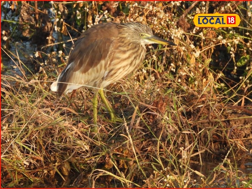 दलदली हरियर, खडखडी खंड्या, पांढऱ्या छातीचा खंड्या, पोपट, लालबुड्या बुलबुल, घरचिमणी इत्यादी या मध्ये होते. वुड सॅन्डपाईपर (तुतारी) हा पक्षी प्रामुख्याने उत्तर युरोपात आणि उत्तर आशियातील उप-आर्क्टिक पाणथळ प्रदेशात आणि टुंड्रा भागात प्रजनन करतो. प्रजनन झाल्यावर हे पक्षी थंडीच्या काळात आफ्रिका आणि दक्षिण आशियात स्थलांतर करतात. दक्षिण आशिया हे त्यांचे प्रमुख हिवाळी निवासस्थान आहे. महाराष्ट्रातील आगमन ऑक्टोबरमध्ये होते.