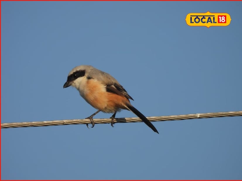 यामध्ये ब्लॅक विंग्ड स्टिल्ट (शेकाट्या), युरेशियन कूट, रिव्हर टर्न (नदी सुरय), इंडियन स्पॉट-बिल्ड डक (ठिपक्याचे बदक), एशियन ओपनबिल (उघड्या चोचीचा करकोचा), पेंटेड स्टॉर्क (रंगीत करकोचा) आणि ग्लॉसी आयबिस (चमकदार करकोचा) पाणपक्ष्यांचा समावेश होता. तसेच वेस्टर्न मार्श-हॅरियर आणि पाईड किंगफिशर यांचीही नोंद झाली.