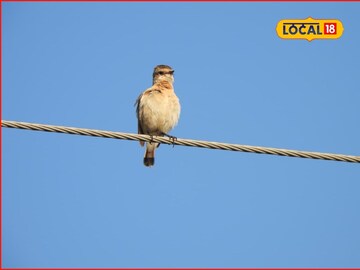 दलदली हरियर अन् पेंटेड स्टॉर्क, संभाजीनगरमध्ये 54 पक्षी प्रजातींची नोंद, PHOTOS