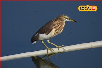 दलदली हरियर अन् पेंटेड स्टॉर्क, संभाजीनगरमध्ये 54 पक्षी प्रजातींची नोंद, PHOTOS