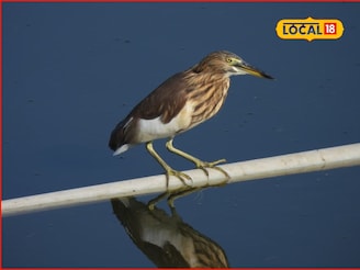 दलदली हरियर अन् पेंटेड स्टॉर्क, संभाजीनगरमध्ये 54 पक्षी प्रजातींची नोंद, PHOTOS